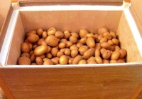Картошка хранится в ящике утеплённом пенопластом